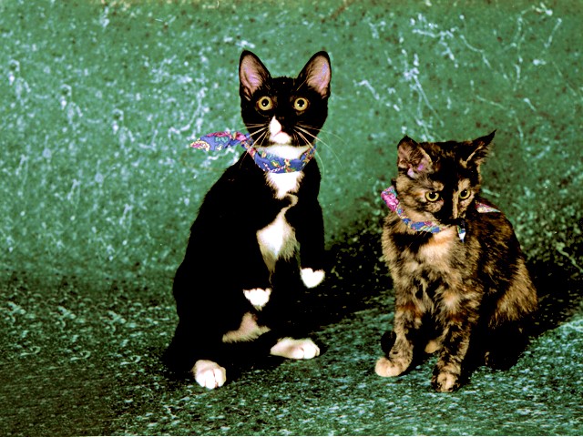 Izzie and Lapper, Domestic Shorthairs